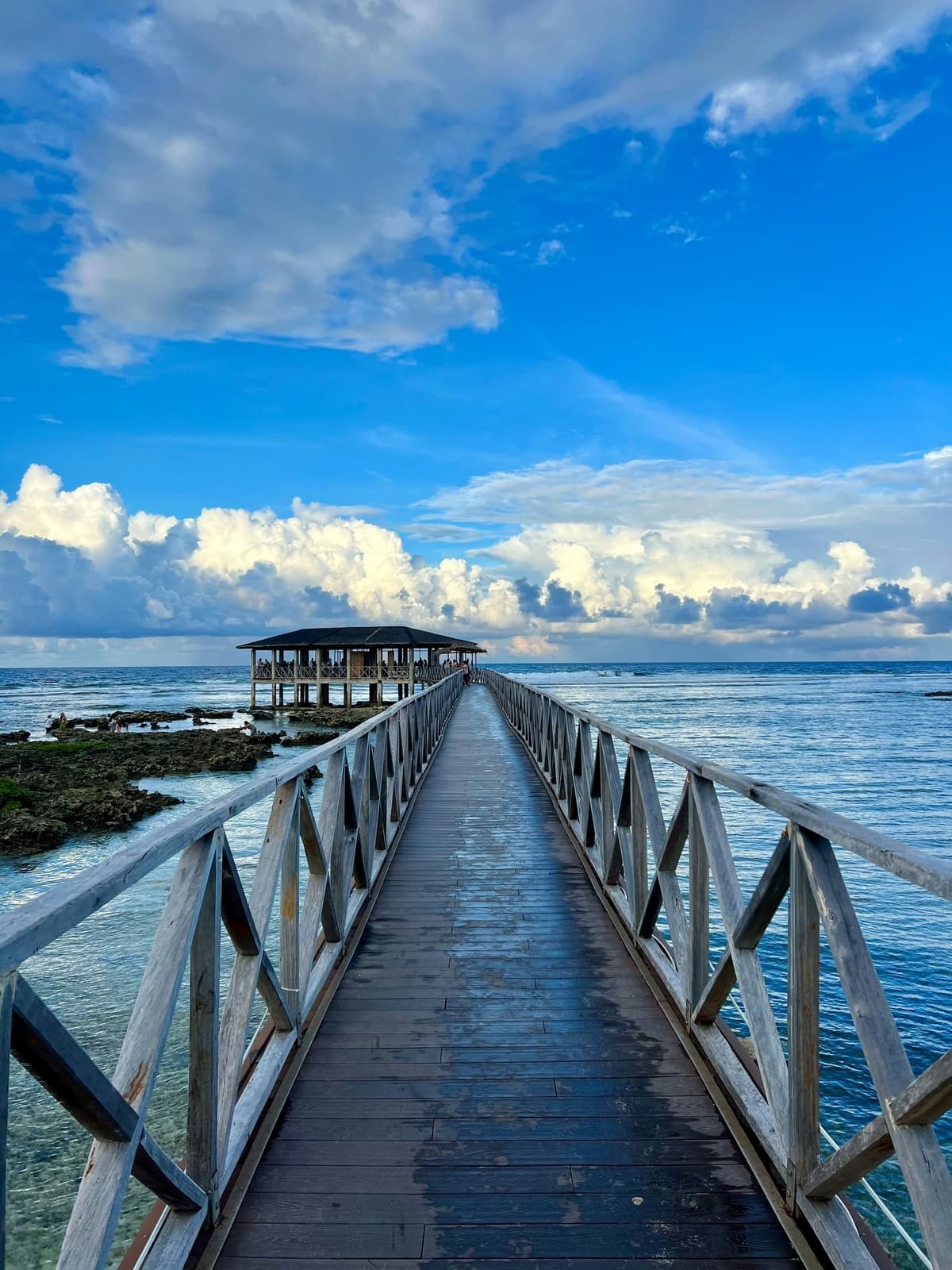 Siargao Palm Trees